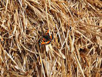 Reed Canary Grass