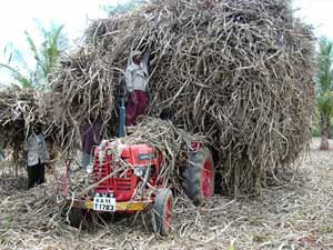 straw waste