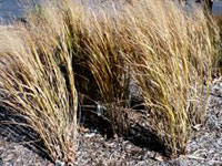 Switchgrass