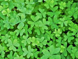 alfala leaves