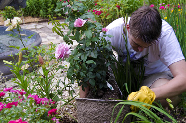 alfalfa pellets used as fertilizer