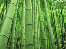 bamboo