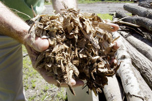 biomass wood chips