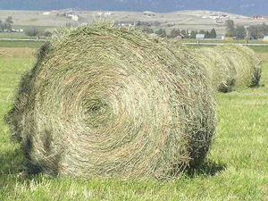 hay