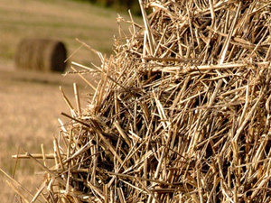 image of wheat straw