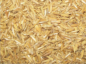 picture of rice husk