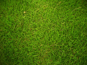 picture of green grass