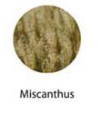 miscanthus