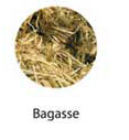 bagasse