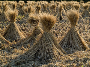 rice straw