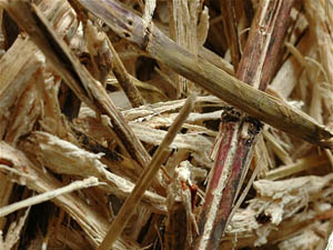 sugar cane bagasse