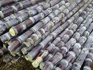 sugar cane