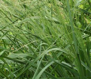 swithgrass