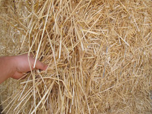 wheat straw