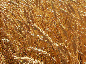 image of wheat