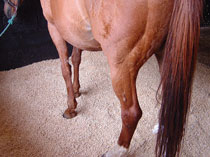 wood pellets horse bedding